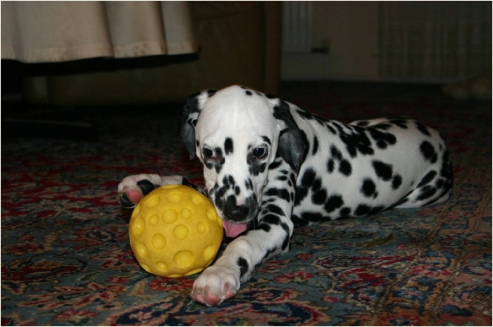 ich hole schnell den Ball